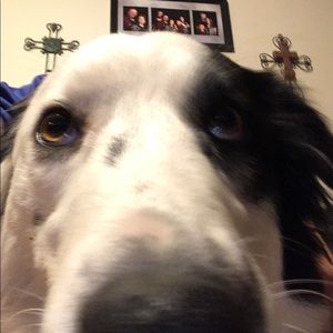 Meet your Posher, Brock